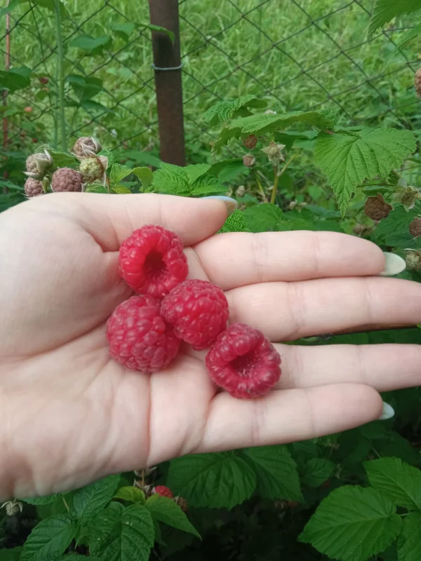 Малинка домашняя