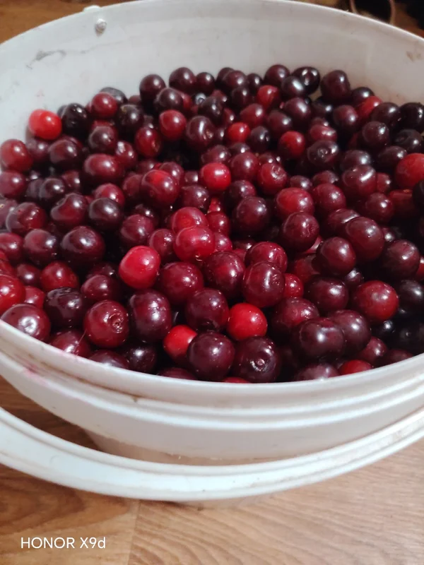 Сладкая вишня
