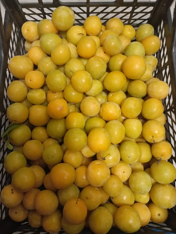 Слива