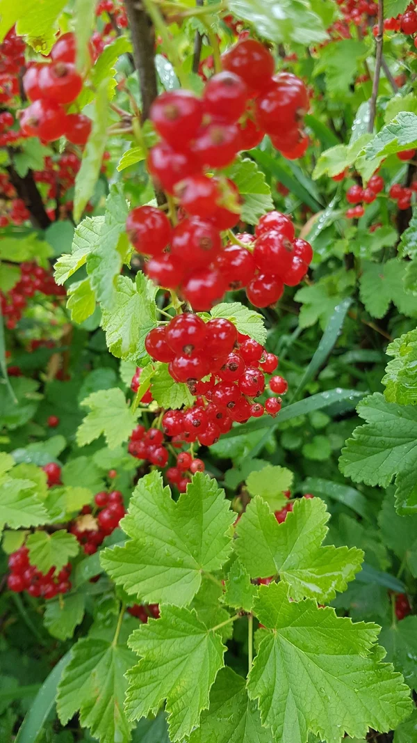 Красная смородина