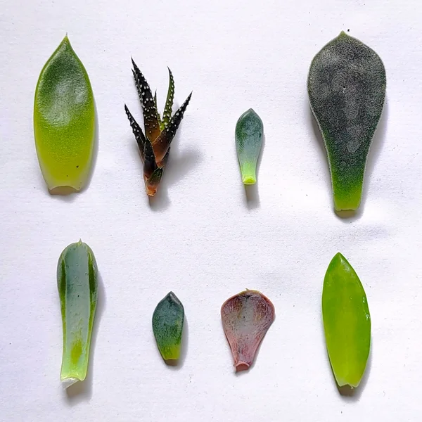 Набор листочков суккулентов для самостоятельного проращивания