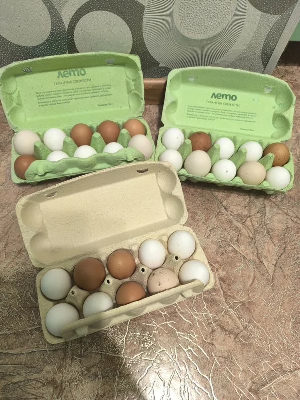 Куриное яйцо