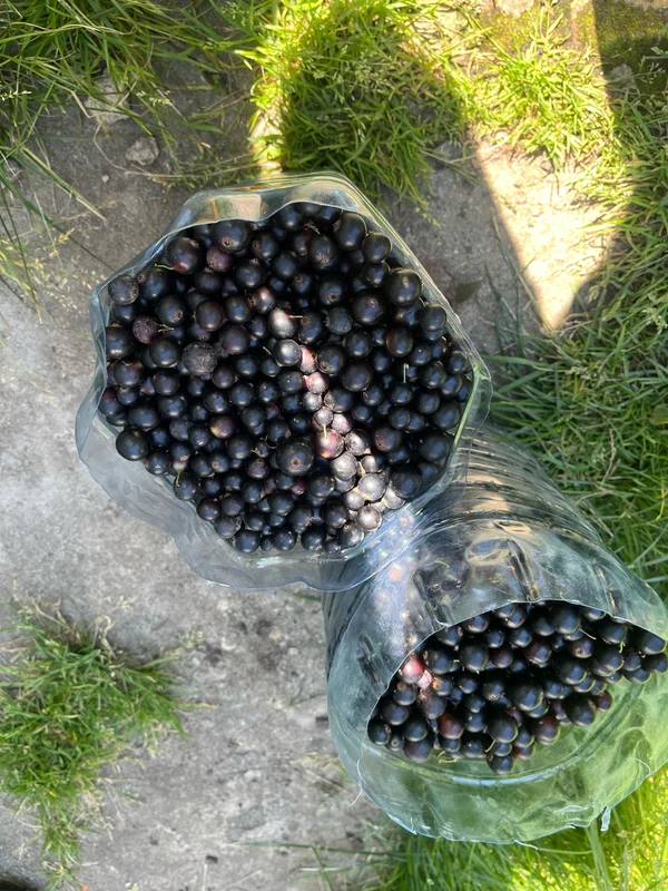 Смородина черная