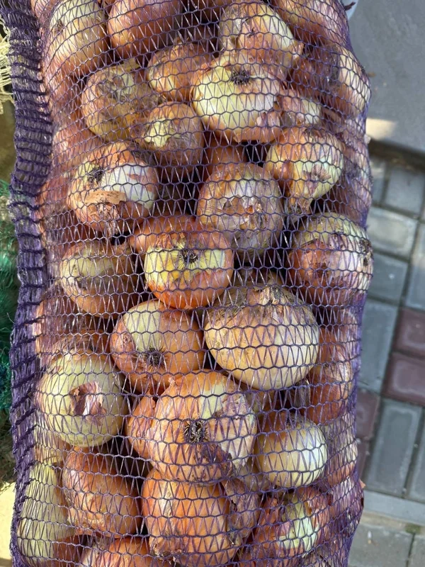 Лук репчатый