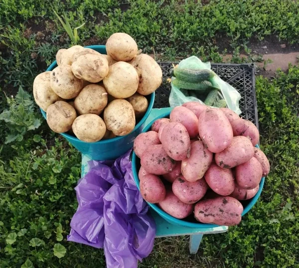 Картофель