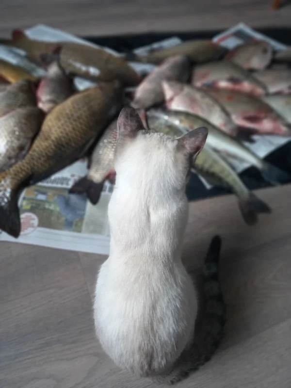 Сом