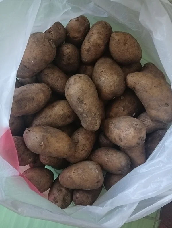 Картофель