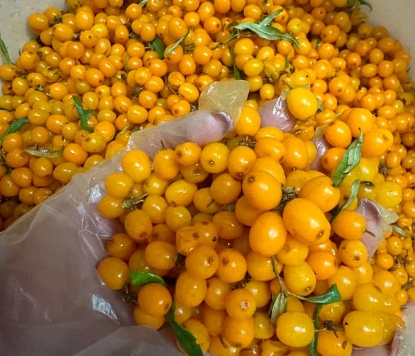 Замороженная облепиха