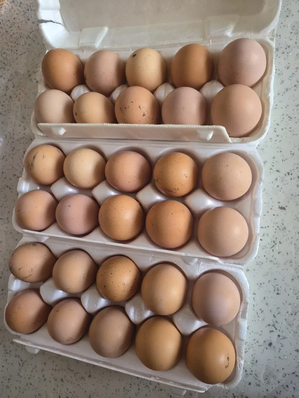 Яйцо куриное