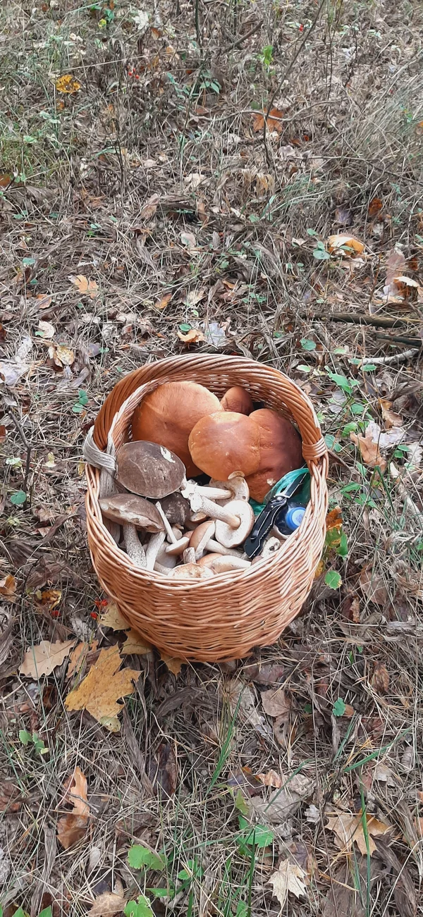 Грибы (подосиновики/подберезовики, смесь)