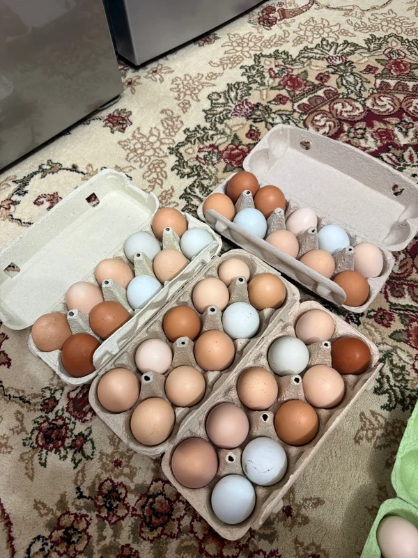 Куриные яйца