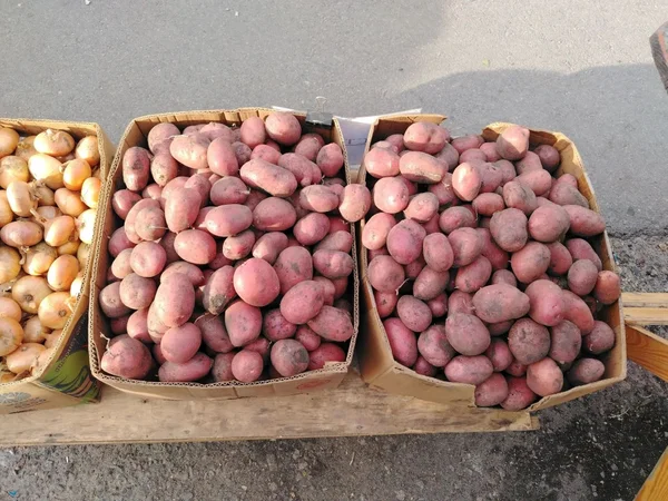 Картофель продовольственный