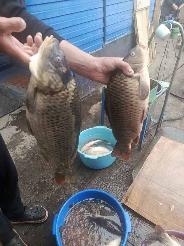 Карась