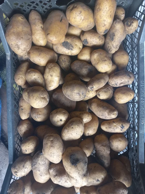 Картофель