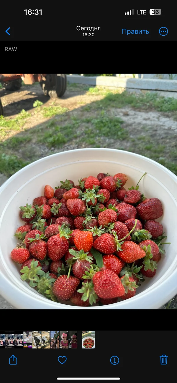 Картофель