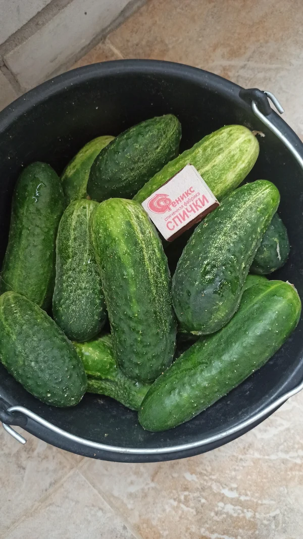 Огурцы