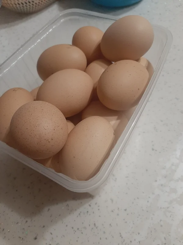 Домашние куриные яйца