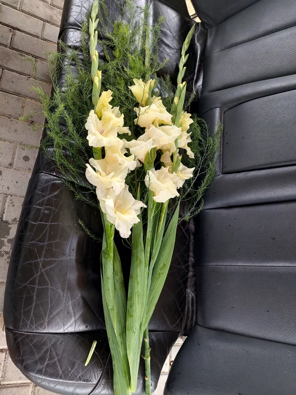 Гладиолусы