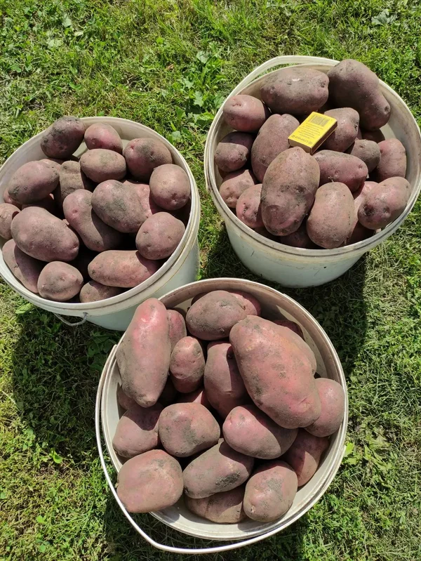Картофель