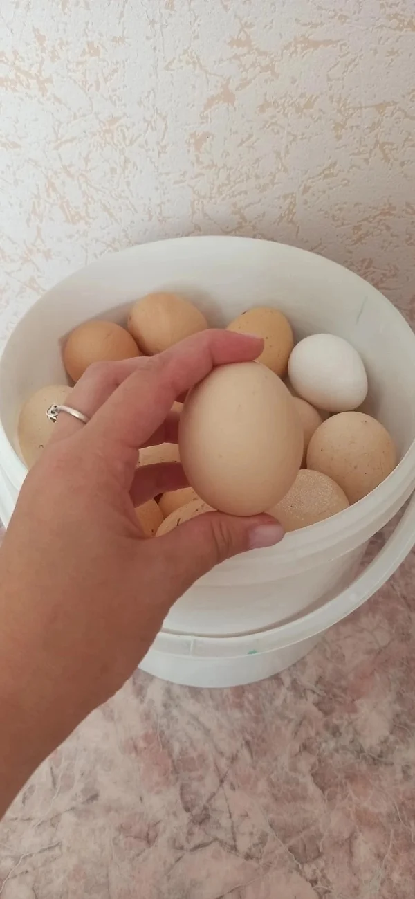 Домашние куриные яйца