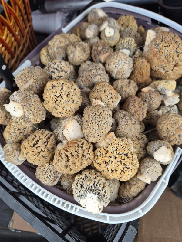 Сморчки степные