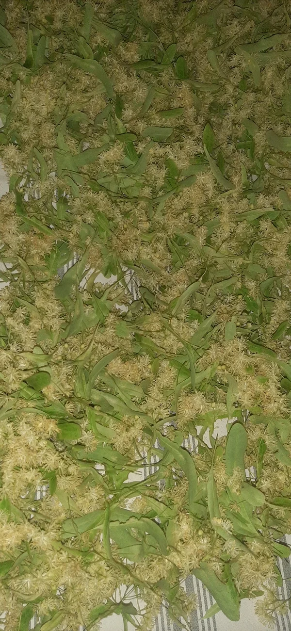 Липовый цвет
