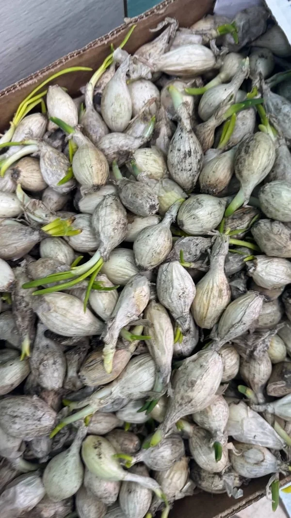 Лук на посев