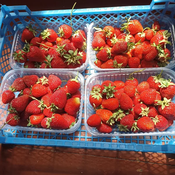 Куриное яйцо