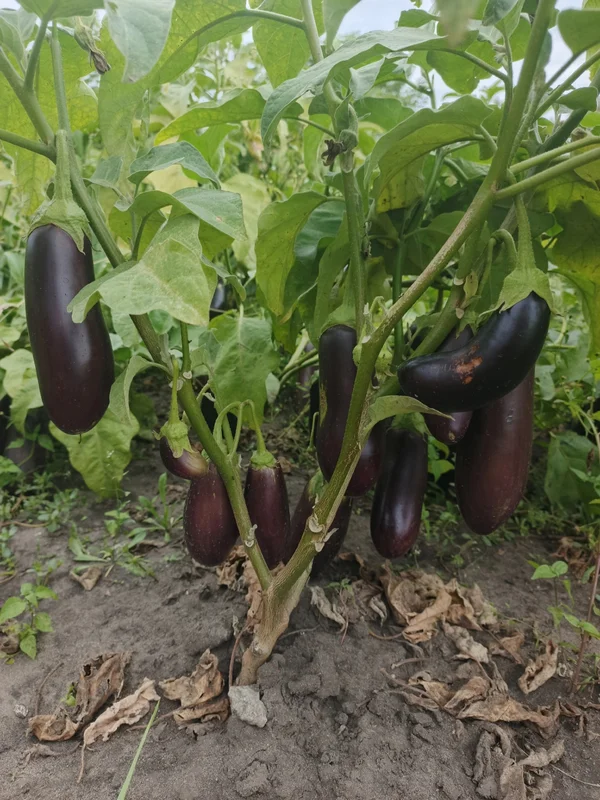 Баклажаны