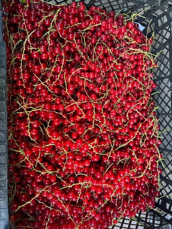 Красная смородина