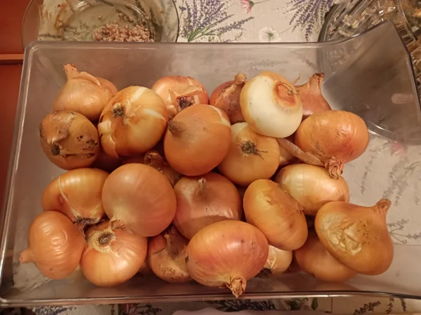Лук репчатый