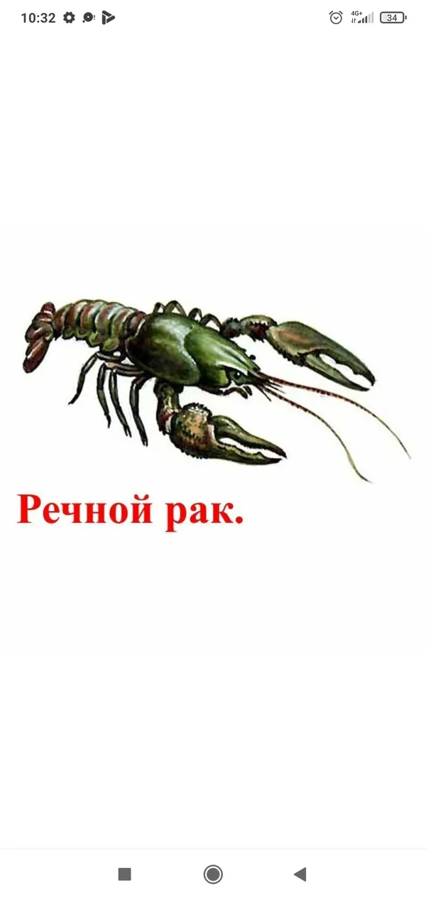 Живые раки