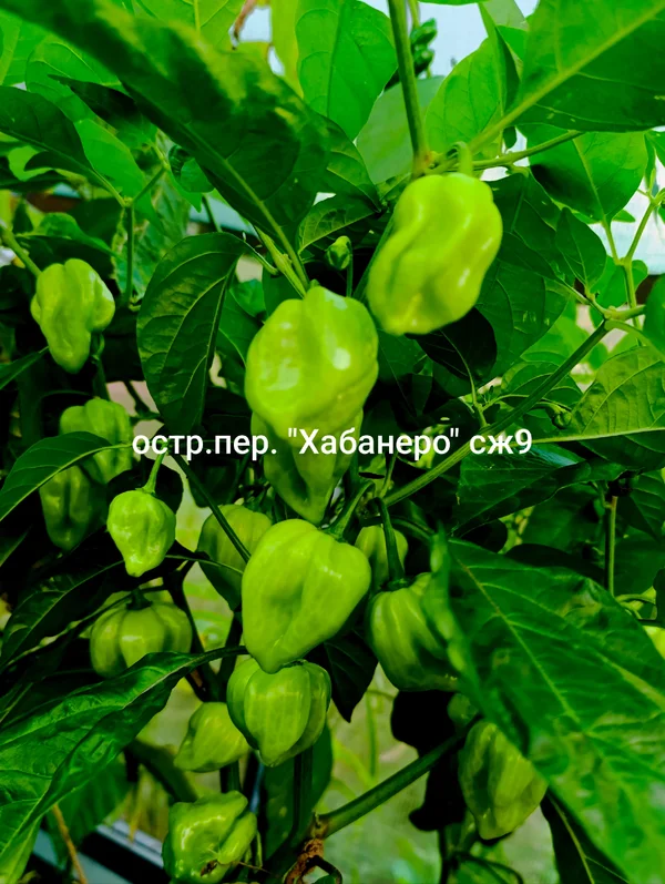 Хабанеро