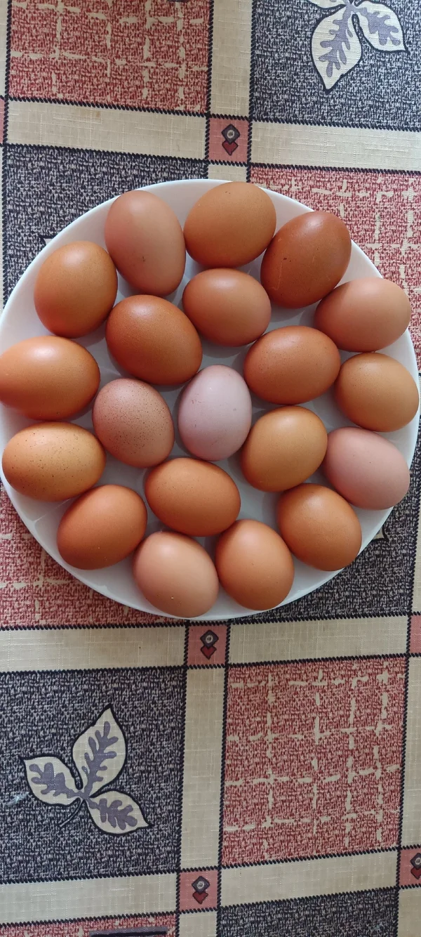 Куриные яийца