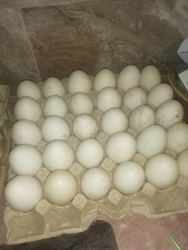 Утиные яйца