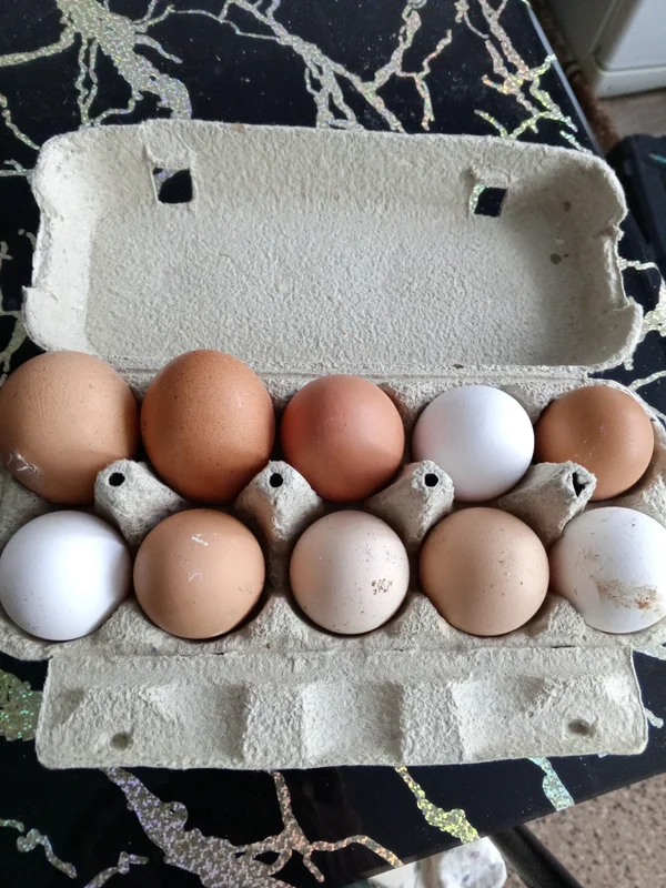 Домашнее яйцо