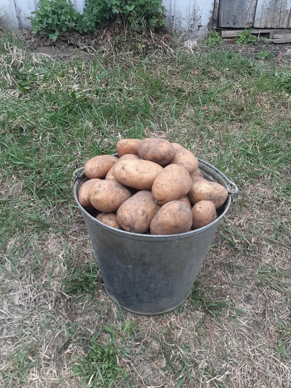 Картофель