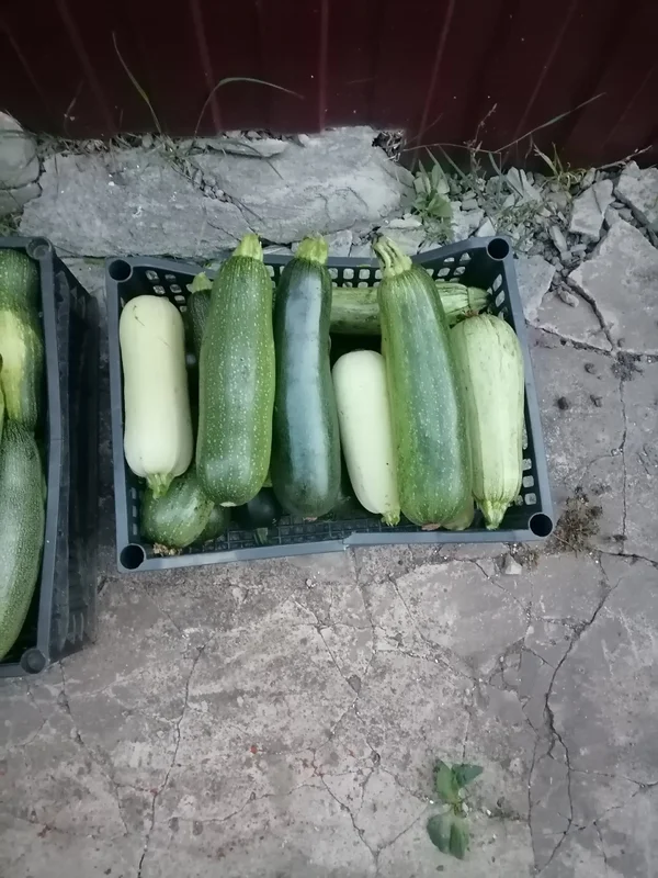 Кабачки