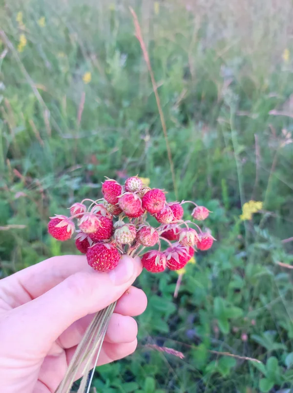 Земляника луговая
