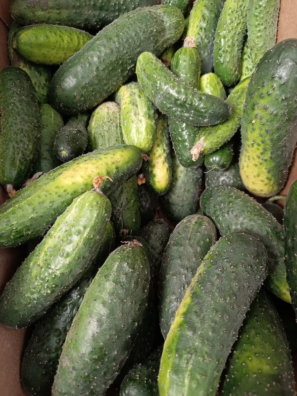 Огурцы