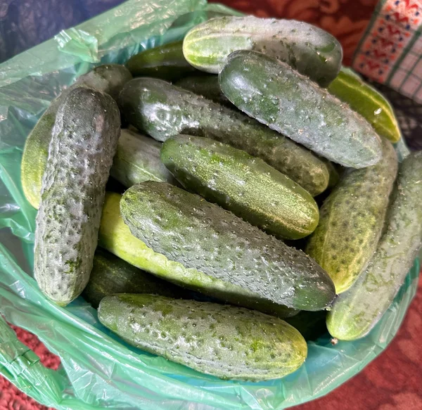 Огурцы