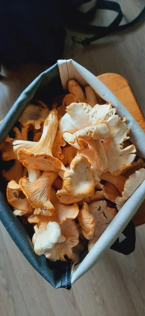 Лисички