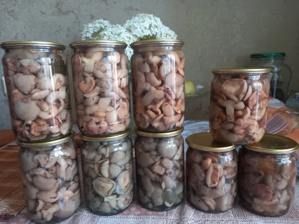 Вешенки летние