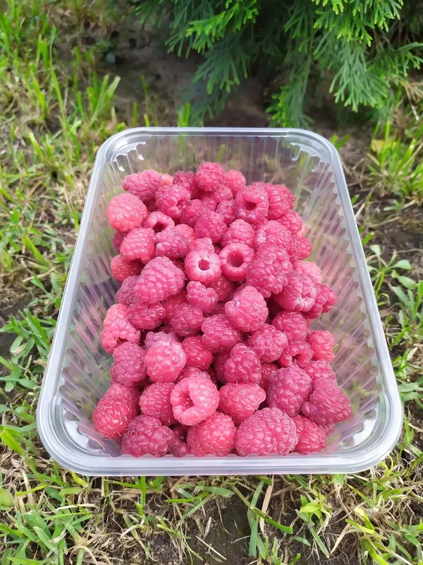 Малина