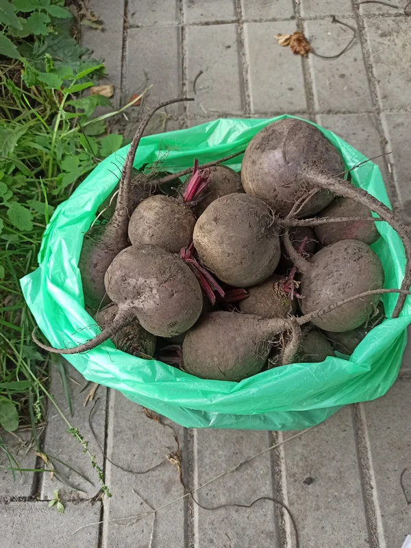 Свекла