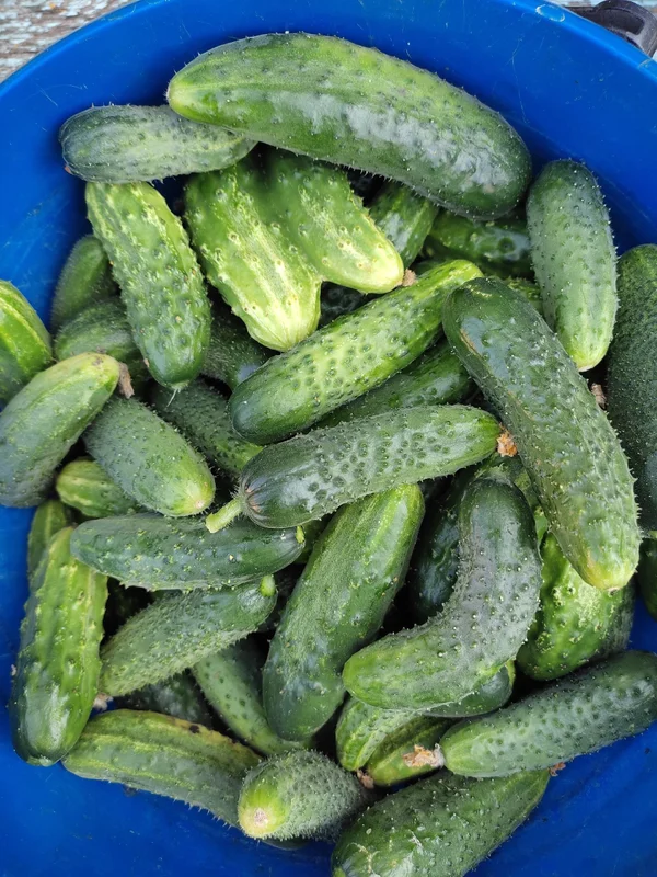 Спаржевая фасоль