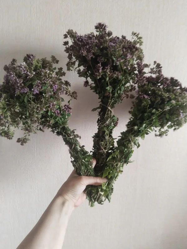 Душица (орегано)