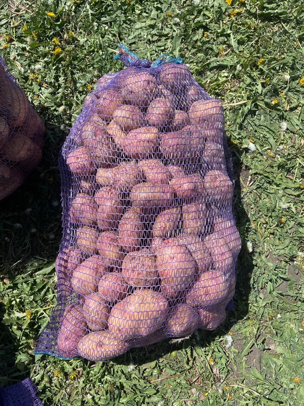 Картофель