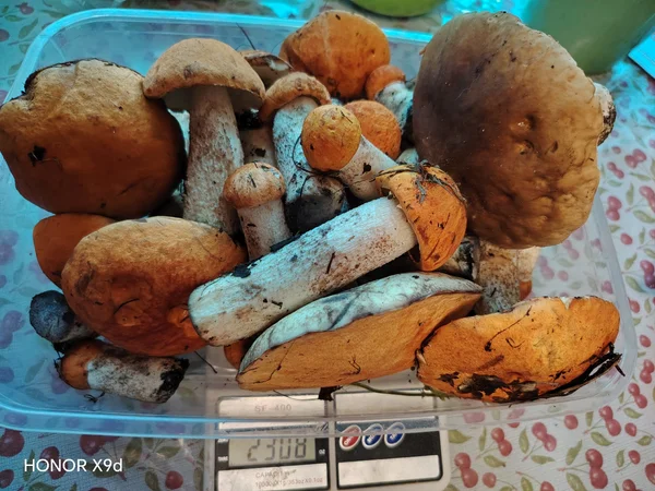 Подосиновики