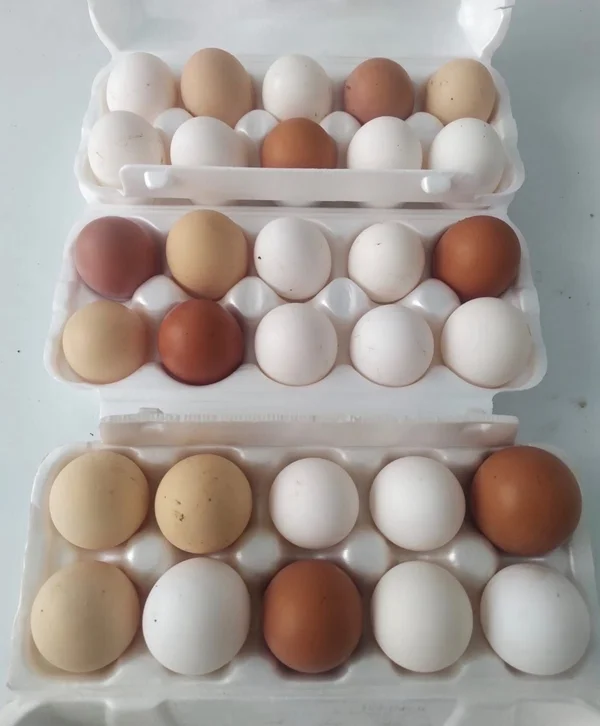 Домашние куриные яйца